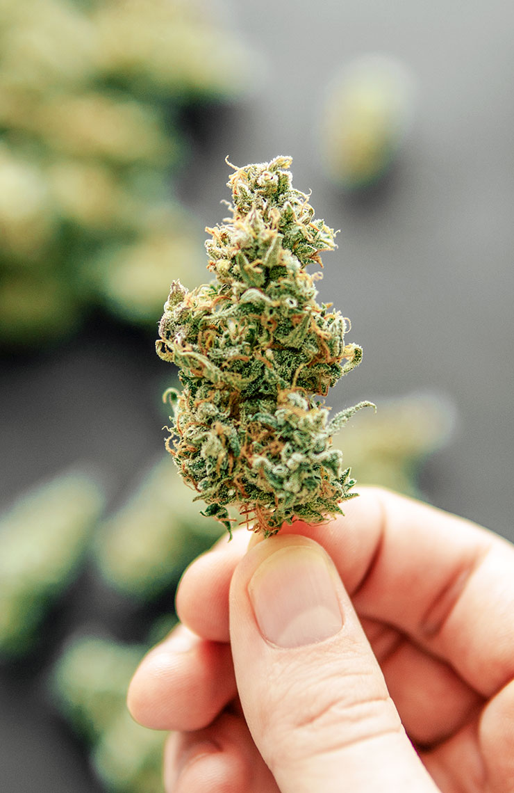 Marijuana Flower Close Up
